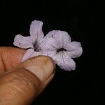 Ruellia stemonacanthoides Цвят