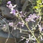 Salvia scrophulariifolia Flower
