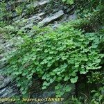 Thalictrum macrocarpum Alkat (teljes növény)