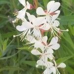 Oenothera lindheimeriKwiat