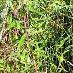 Collomia grandiflora Habitat