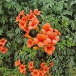 Campsis grandifloraFlor