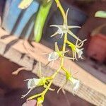 Oeoniella polystachys Çiçek