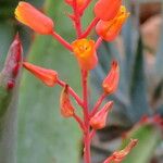Aloe descoingsii Flor