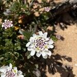 Iberis procumbens Kukka