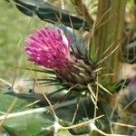 Ptilostemon casabonae Fruit