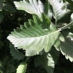 Sorbus intermedia Leaf