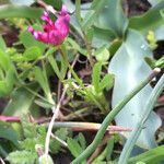 Trifolium depauperatum Hábitos