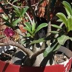 Adenium multiflorum Лист