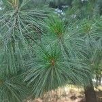 Pinus strobus Fuelha