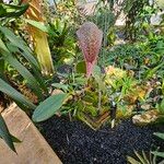 Bulbophyllum arfakianum