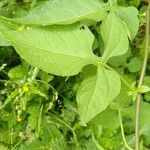 Solanum dulcamaraFeuille