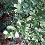 Myrsine africana Leaf