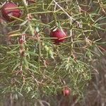 Juniperus oxycedrusপাতা