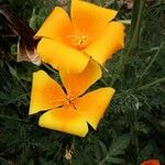 Eschscholzia californicaCvet