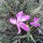 Dianthus sylvestris Кветка
