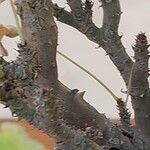 Pelargonium echinatum Corteza