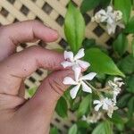 Trachelospermum jasminoidesCvet