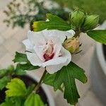 Hibiscus syriacusFlower