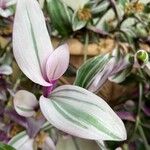 Tradescantia cerinthoides Feuille