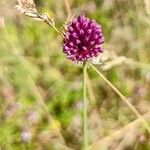 Allium sphaerocephalonFiore