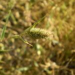 Crypsis schoenoides Fruit