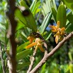 Xylopia emarginata Blomma