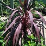 Cordyline australis 叶