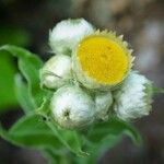 Helichrysum foetidum Fleur
