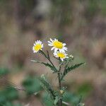 Anthemis cotula പുഷ്പം