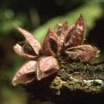 Mendoncia phytocrenoides Frucht