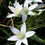 Ornithogalum divergens 花