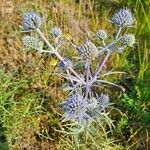 Eryngium amethystinumFloare