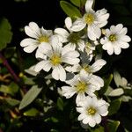 Cerastium tomentosum Flor
