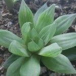 Haworthia cymbiformis叶