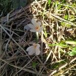 Crocus cambessedesii Квітка
