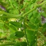 Vicia villosa Casca