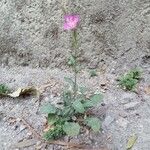 Oenothera tetraptera Flor