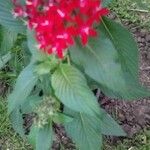 Pentas lanceolata Blüte