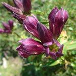 Gentiana pannonica Flower