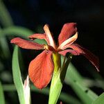 Iris fulva Virág