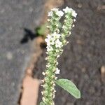 Heliotropium europaeum Flower