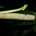 Monstera oreophila Φύλλο