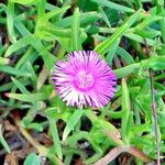 Carpobrotus deliciosus Flor