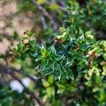 Gaultheria mucronata Leaf