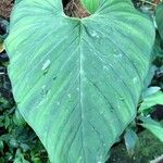 Philodendron brunneicaule ഇല