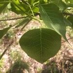 Triadica sebifera Feuille