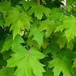 Acer saccharum Hábito