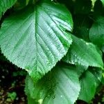 Tilia americana Leaf