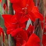 Gladiolus communis 花